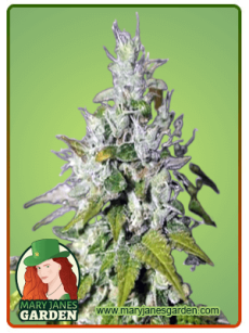 Triangle Kush fem
