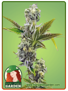 Triple XL Autoflower
