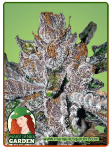 Tropicana Cookies Purple Marijuana Seeds 1