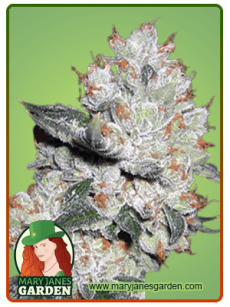 True OG fem