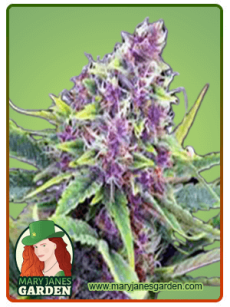 Ultra Violet OG Fem 1