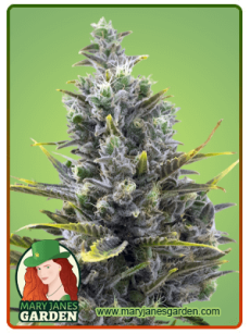 Wedding cake auto 1