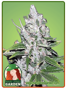 White Amnesia fem