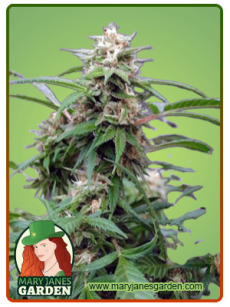 White Rhino fem