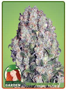 White Russian
