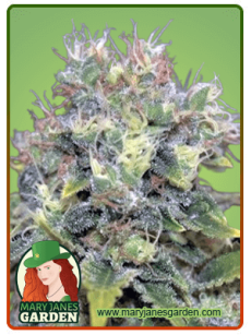Yumbolt auto 1