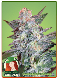 Yumbolt fem