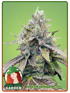 Zkitllez Marijuana Seeds