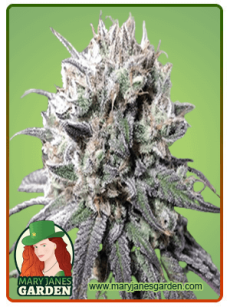 Zombie DF marijuana seeds fem 1