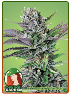 somango fem