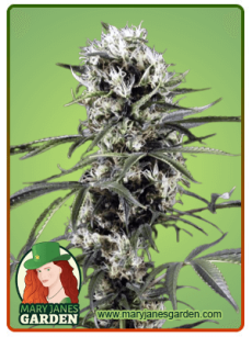 super lemon haze feminized