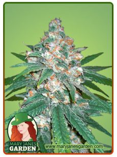 Afghani reg