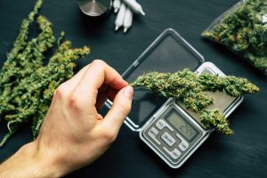 weed measurements