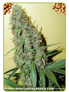 cheese feminized seeds