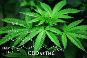 marijuana leaves cannabis green 1