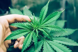 10 weed strains high in terpinolene