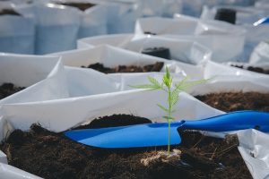 best soil for cannabis