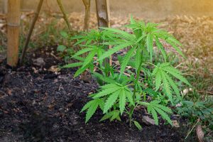 autoflowering feminized seeds