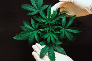 Can Leaves Get You High