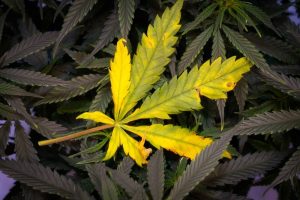 Cannabis Light Burn