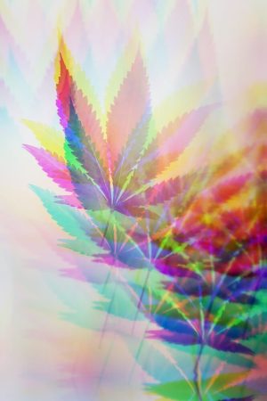 Does Weed Make You Hallucinate