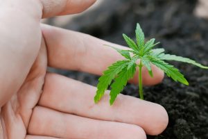 Expert Care for Your Cannabis Seedlings