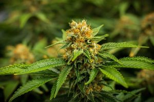 expert tips to grow bigger buds outdoors
