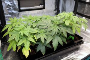 grow tent setup