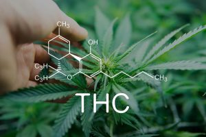 How Long Does THC Stay in Saliva Drug Testing Facts