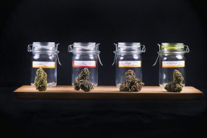 How to Get Rid of Weed Smell