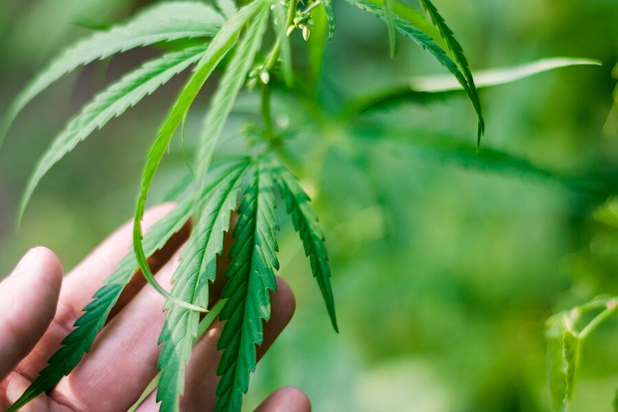 How to Treat Phosphorus Deficiency in Cannabis