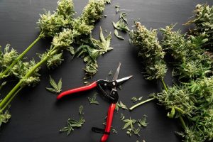 how to trim cannabis
