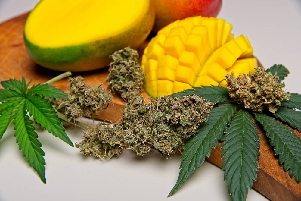 Mango and Weed Are They the Perfect Pair