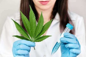 Marijuana Allergy What is Its Cure