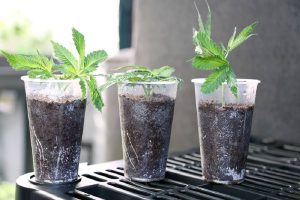 micro grow cannabis