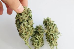 popcorn buds