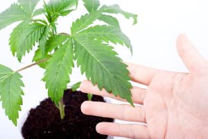 powdery mildew cannabis