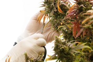 guide to maximize your yield
