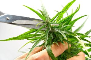 topping cannabis plants for bigger yields
