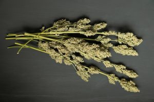 Ultimate Guide to Drying Cannabis