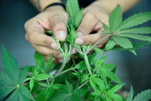 Useful Tips on What to Do With Weed Stems