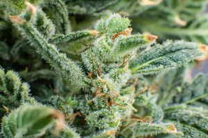 Trichomes Guide to Understanding its Significance