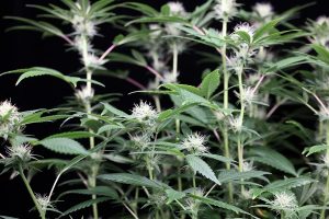Different Cannabis Flowering Stages