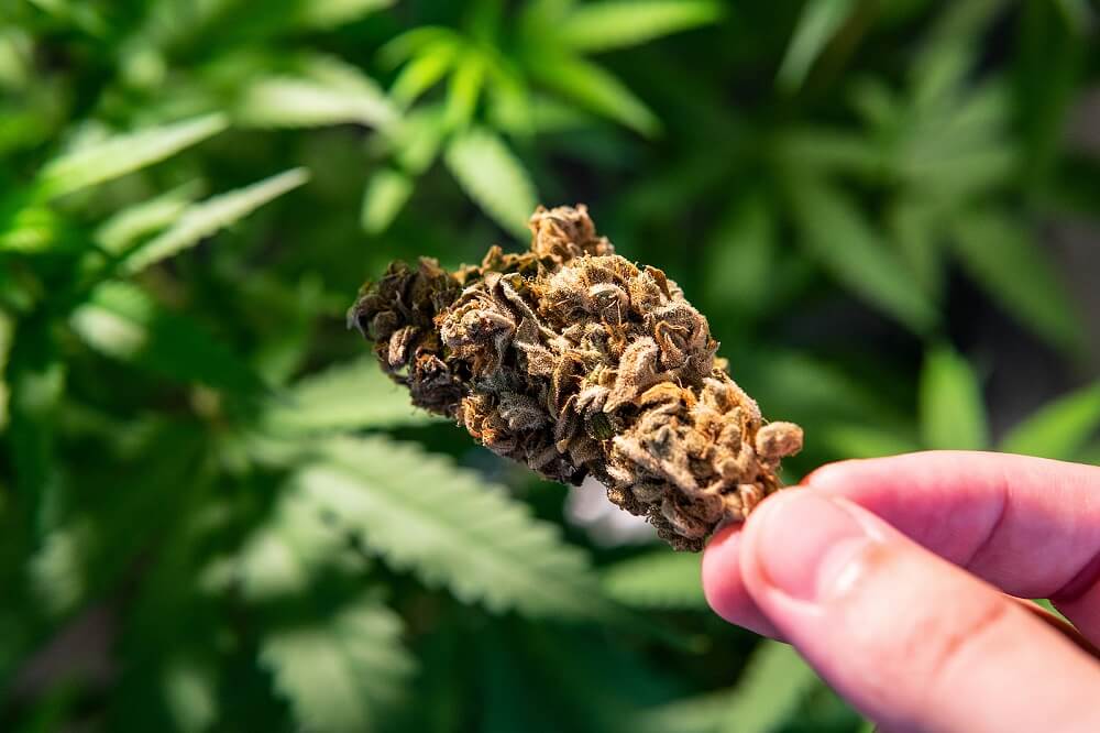 What is Skunk Weed