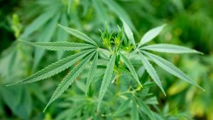 What is THCA and What are Its Effects