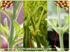 Sexing Marijuana Plants Into Female Or Male? | Mary Jane's Garden