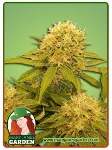 CRYSTAL AUTO 2