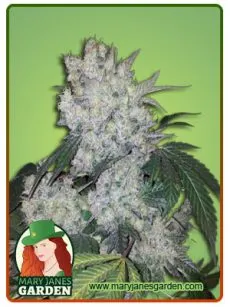 DIAMOND KUSH AUTO 1