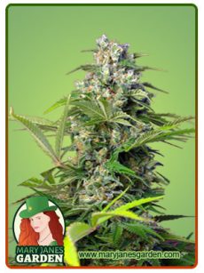 GORILLA MINT FEM 1