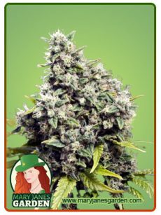 GRAPEFRUIT FEM 2